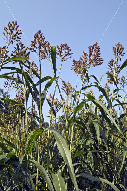 Millet