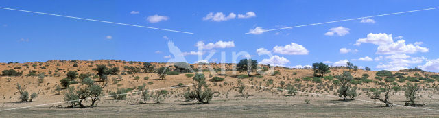 Camelthorn (Acacia erioloba)