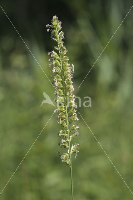 Crested Dog’s-tail (Cynosurus cristatus)