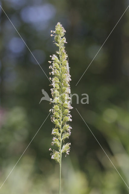 Crested Dog’s-tail (Cynosurus cristatus)