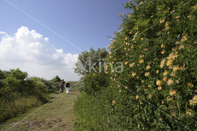 Kamperfoelie (Lonicera)