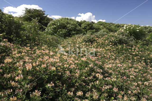 Kamperfoelie (Lonicera)