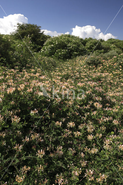 Kamperfoelie (Lonicera)