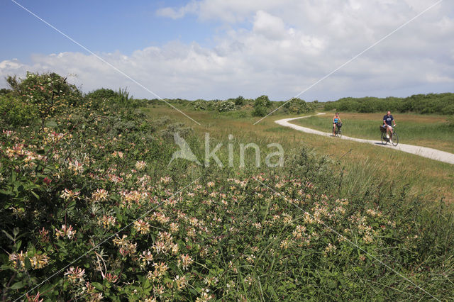 Kamperfoelie (Lonicera)