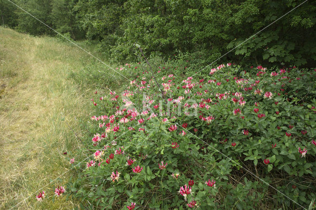 Honeysuckle (Lonicera)