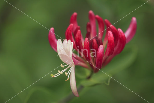 Honeysuckle (Lonicera)