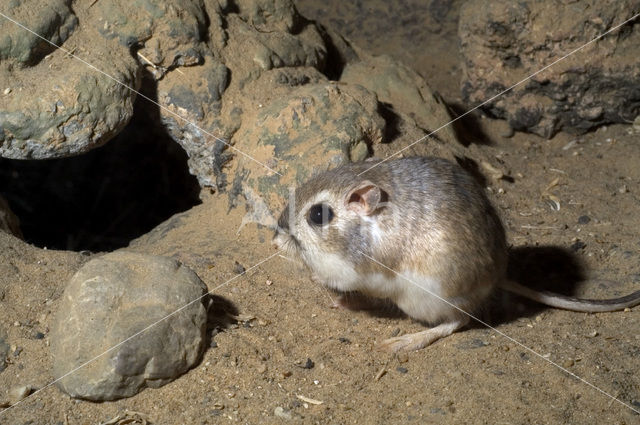 Merriam’s Kangaroo Rat (Dipodomys merriami)