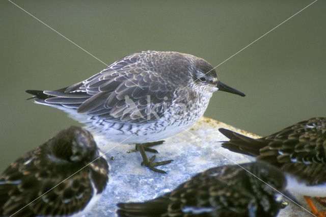 Kanoetstrandloper (Calidris canutus)