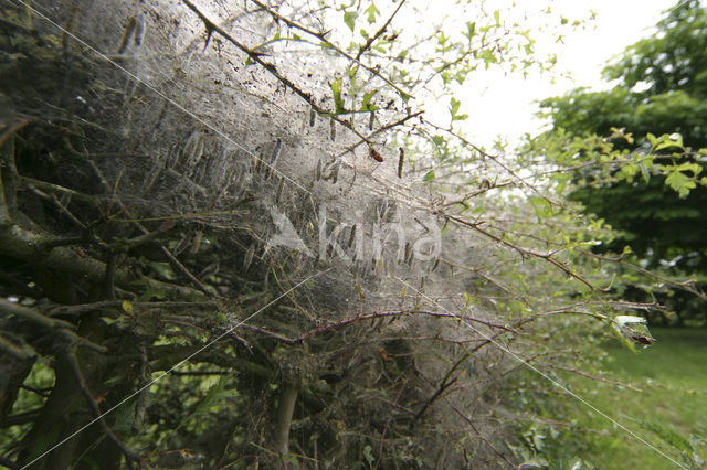 Spindle Ermine (Yponomeuta cagnagella)