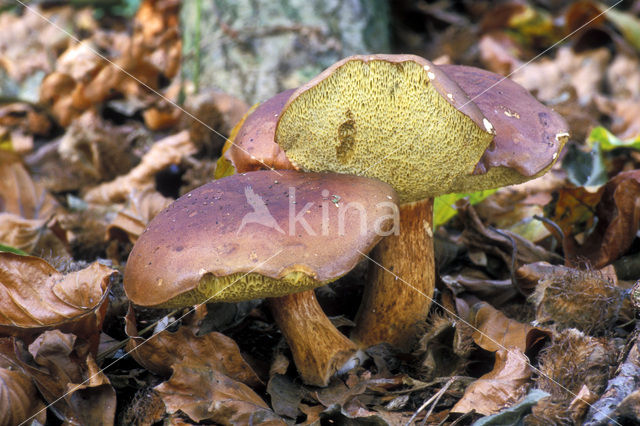 Kastanjeboleet (Boletus badius)