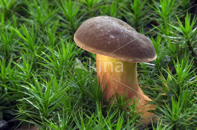 Kastanjeboleet (Boletus badius)