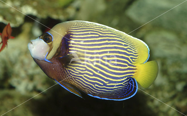 Emperor Angelfish (Pomacanthus imperator)