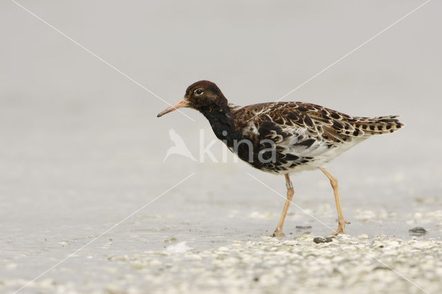 Ruff (Philomachus pugnax)