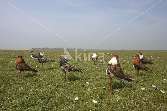 Ruff (Philomachus pugnax)