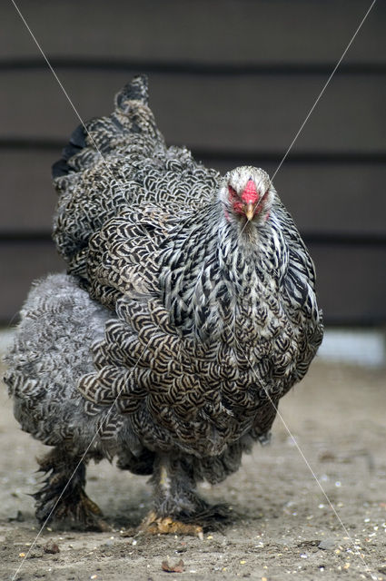 Kip (Gallus spec.)