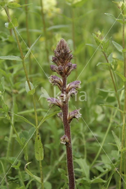 Klavervreter (Orobanche minor)