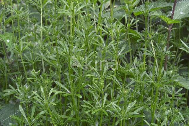 Cleavers (Galium aparine)