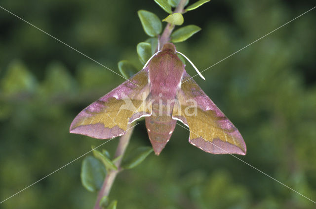 Small Elephant Hawk-moth (Deilephila porcellus)