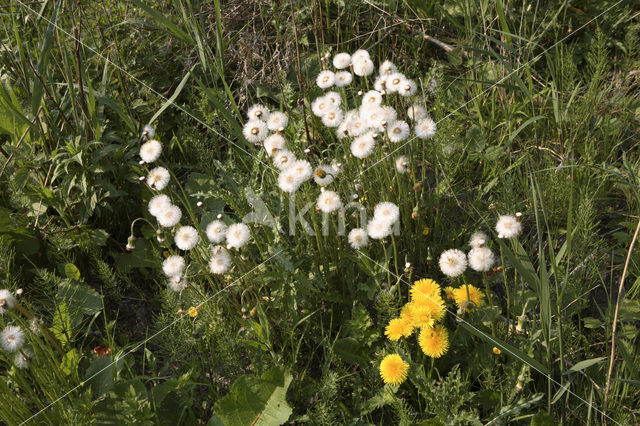 Coltsfoot (Tussilago farfara)