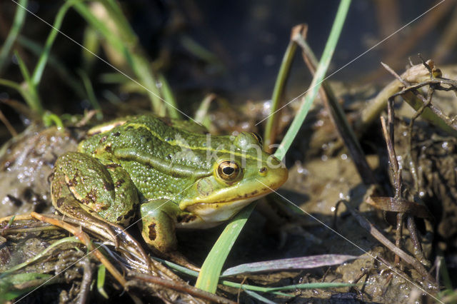 Pool Frog (Rana lessonae