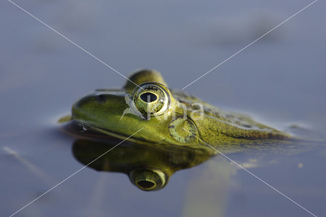 Pool Frog (Rana lessonae