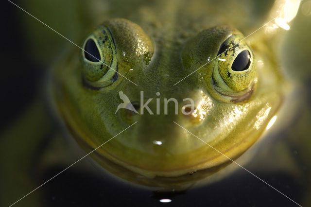 Kleine groene kikker