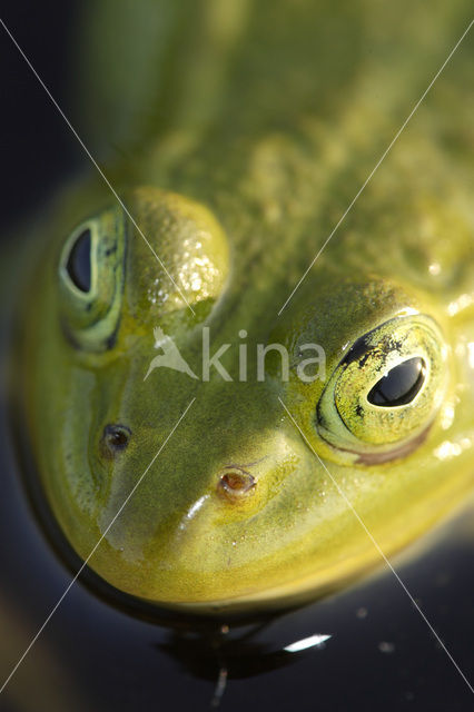 Pool Frog (Rana lessonae