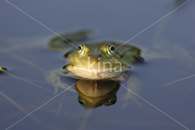 Kleine groene kikker