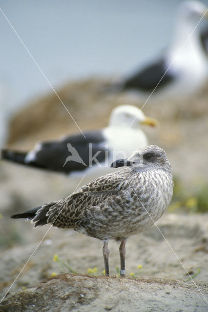 Lesser Black-backed Gull (Larus fuscus)