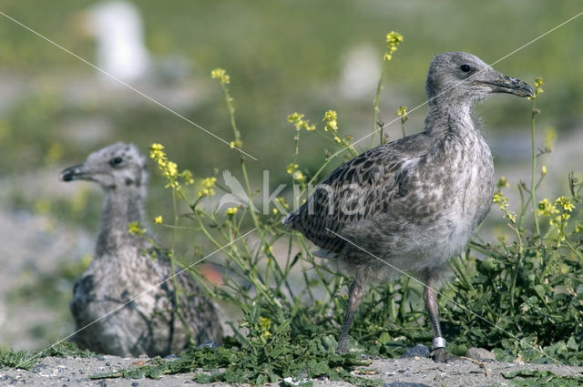 Lesser Black-backed Gull (Larus fuscus)