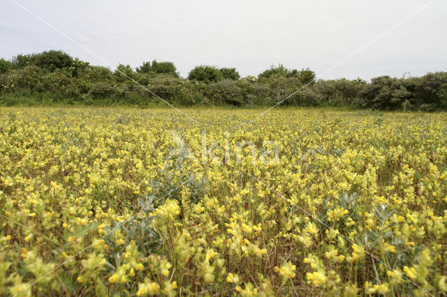 Yellow-rattle (Rhinanthus minor)