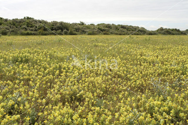 Kleine ratelaar (Rhinanthus minor)