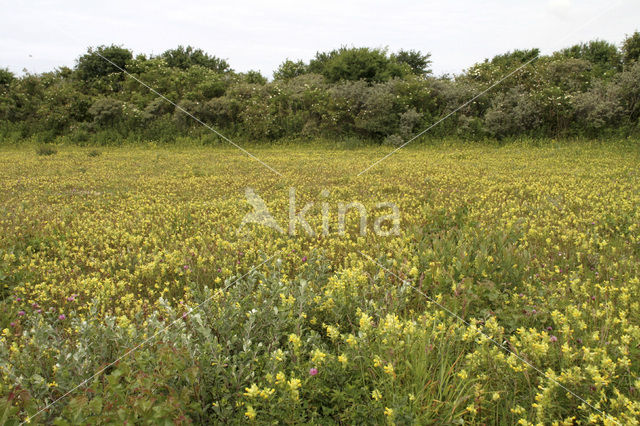 Kleine ratelaar (Rhinanthus minor)