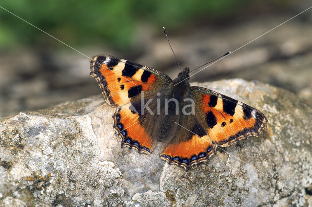 Small Tortoiseshell (Aglais urticae)