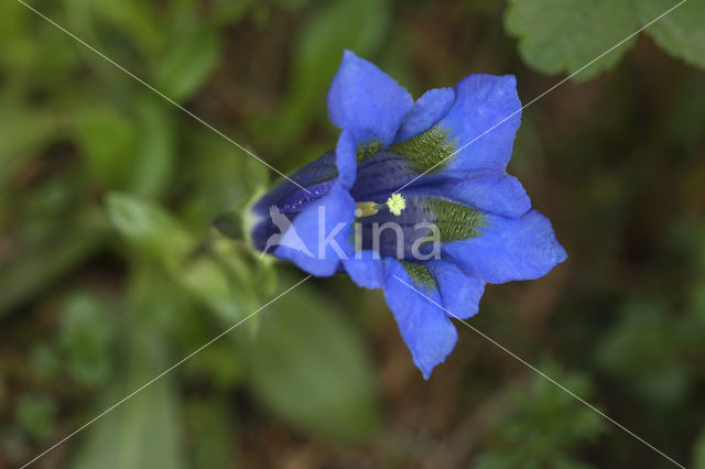 Marsh Gentian (Gentiana pneumonanthe)