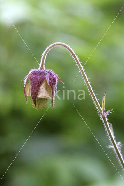 Wateravens (Geum rivale)