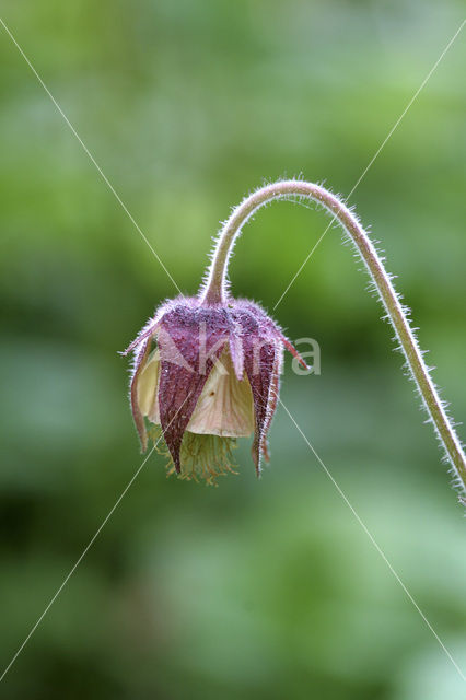 Wateravens (Geum rivale)