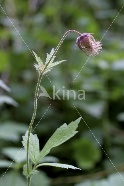 Wateravens (Geum rivale)