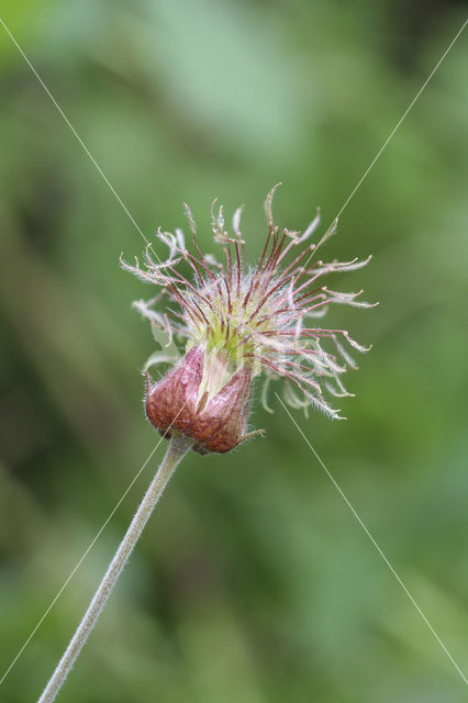 Wateravens (Geum rivale)