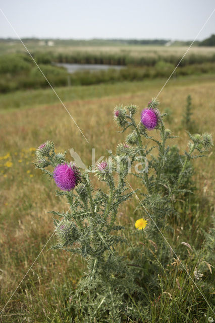 Knikkende distel (Carduus nutans)