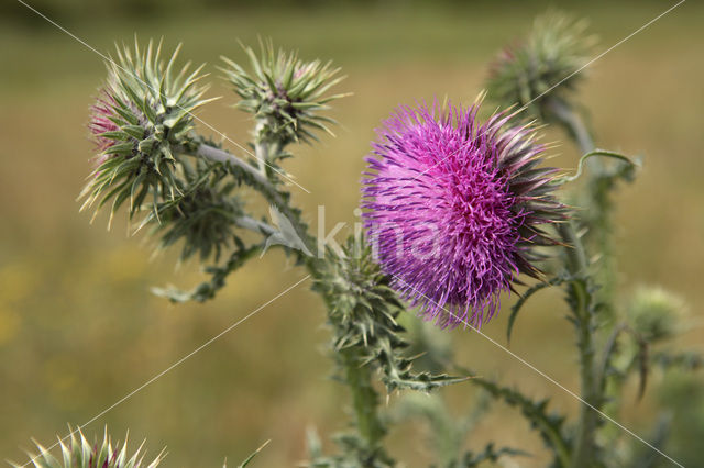 Knikkende distel (Carduus nutans)