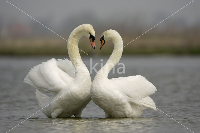 Mute Swan (Cygnus olor)