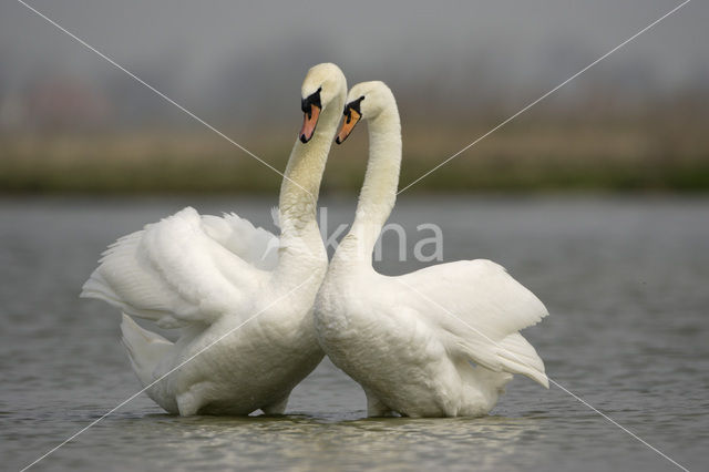 Mute Swan (Cygnus olor)