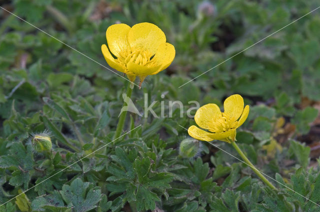 Bulbous Buttercup (Ranunculus bulbosus)