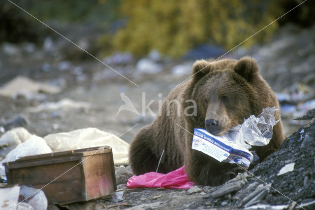 Kodiak bear (Ursus arctos middendorffi)