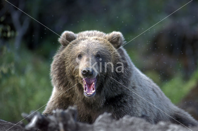 Kodiak bear (Ursus arctos middendorffi)