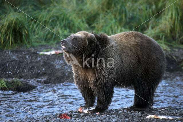 Kodiak bear (Ursus arctos middendorffi)