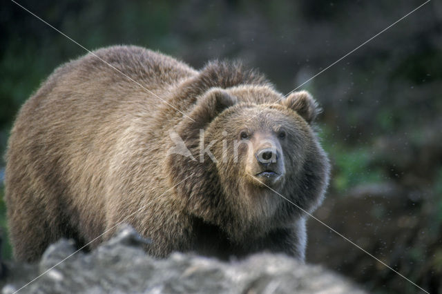 Kodiak bear (Ursus arctos middendorffi)