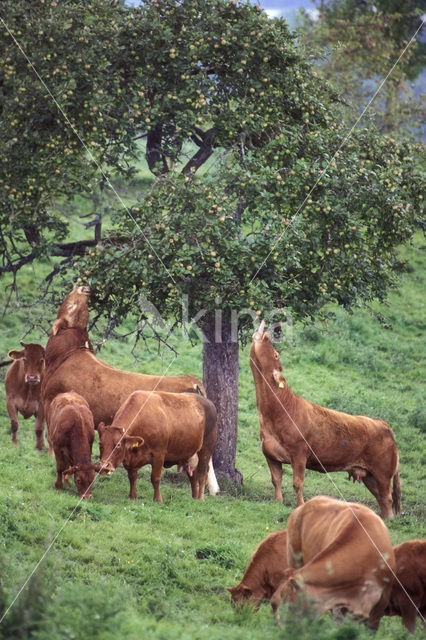 Koe (Bos domesticus)