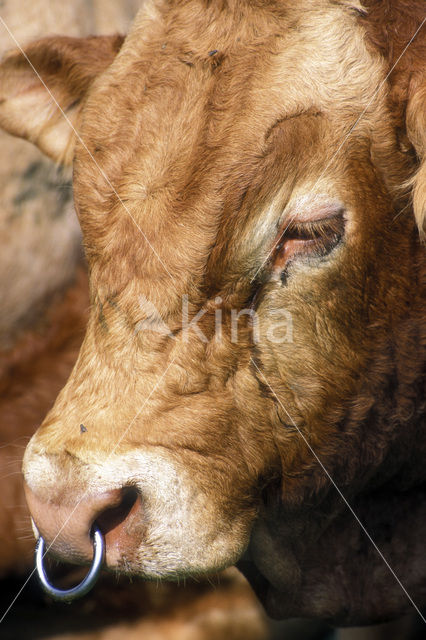 Cow (Bos domesticus)